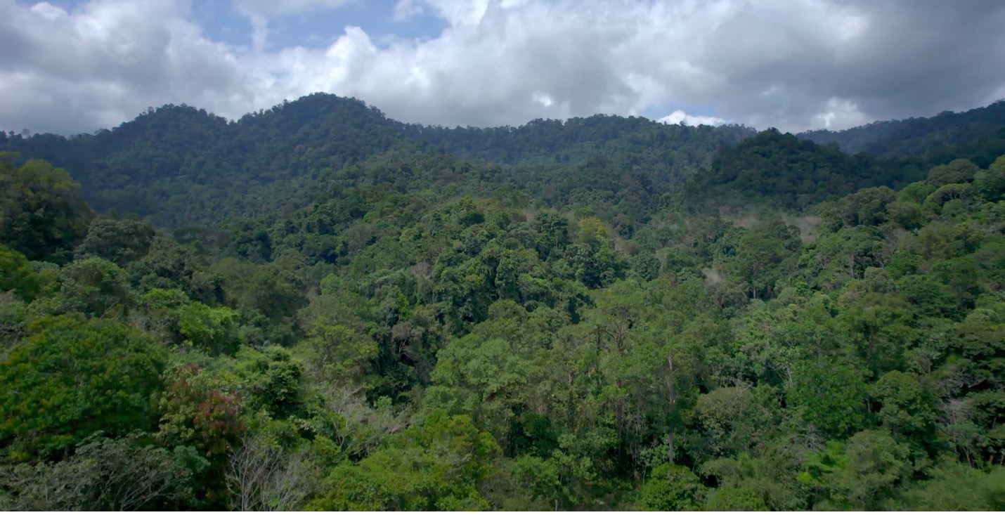 स्मार्ट फॉरेस्ट ड्रोन दृश्य। बुजांग राबा, इंडोनेशिया। स्मार्ट वनों के साथ फिल्म पर ध्यान दें, 2025.