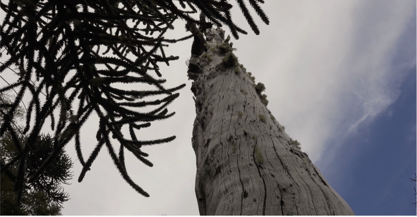 स्मार्ट फॉरेस्ट्स ने बोस्के पेहुएन संरक्षण क्षेत्र में अरूकेरिया वृक्षों का फिल्मांकन किया। अराउकेनिया, चिली. स्मार्ट वनों के साथ फिल्म पर ध्यान दें, 2025. 