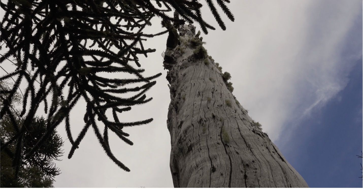 Imagen de película Smart Forests de araucarias en el área protegida Bosque Pehuén. La Araucanía, Chile. Mind the Film junto con Smart Forests, 2025. 