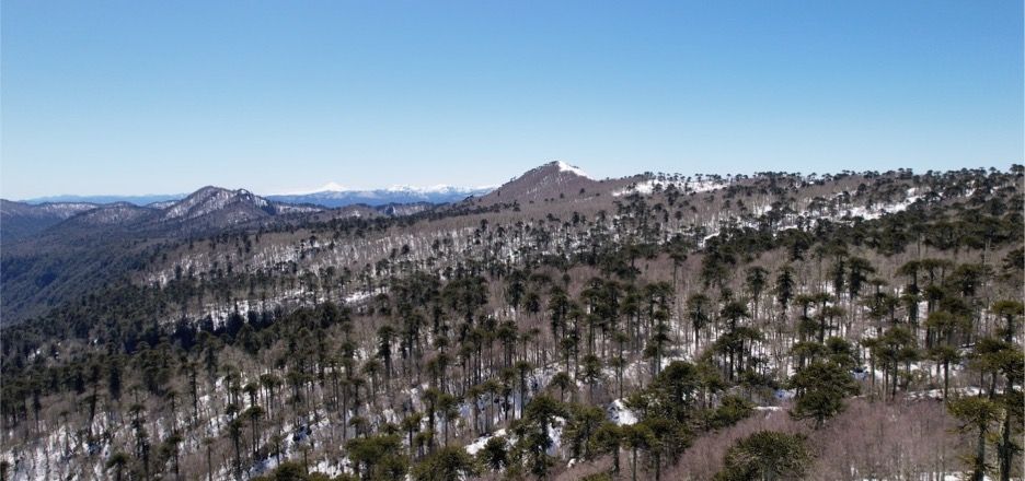 Imagen de dron del proyecto Smart Forests que muestra el Parque Nacional Villarrica adyacente al área de conservación Bosque Pehuén. La Araucanía, Chile. Jennifer Gabrys junto a Smart Forests, 2023.