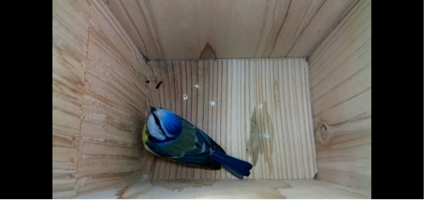 Imágen de Smart Forests en la que se muestra la cámara web birdbox instalada en Ecodorp Boekel. Países Bajos. Mind the Film junto a Smart Forests, 2025.