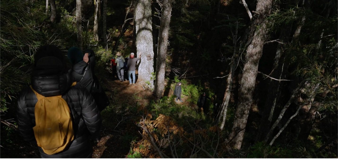 Imagen de película Smart Forests que muestra a los participantes de la Escuela de Campo durante una caminata en el área de conservación Bosque Pehuén. La Araucanía, Chile. Mind the Film junto a Smart Forests, 2025.