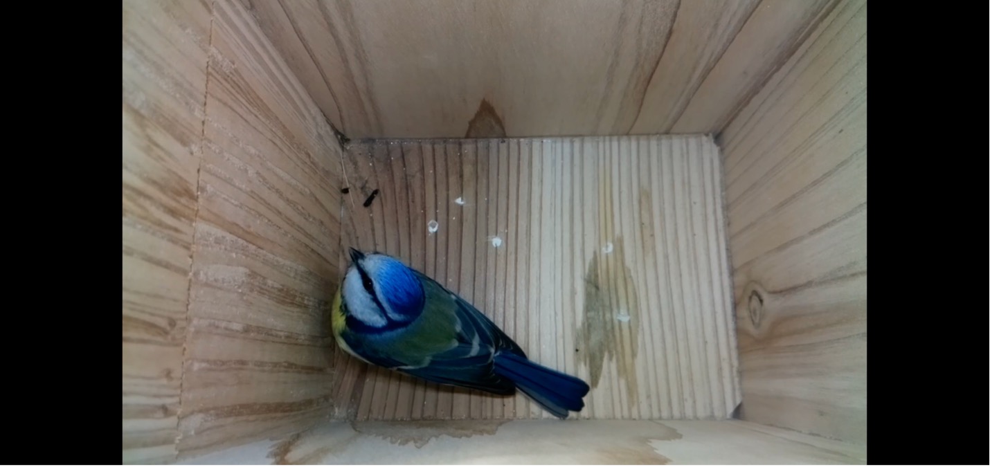 स्मार्ट फॉरेस्ट्स की फिल्म में इकोडोर्प बोकेल में स्थापित बर्डबॉक्स वेब कैमरा दिखाया गया है। नीदरलैंड। स्मार्ट वनों के साथ फिल्म पर ध्यान दें, 2025.