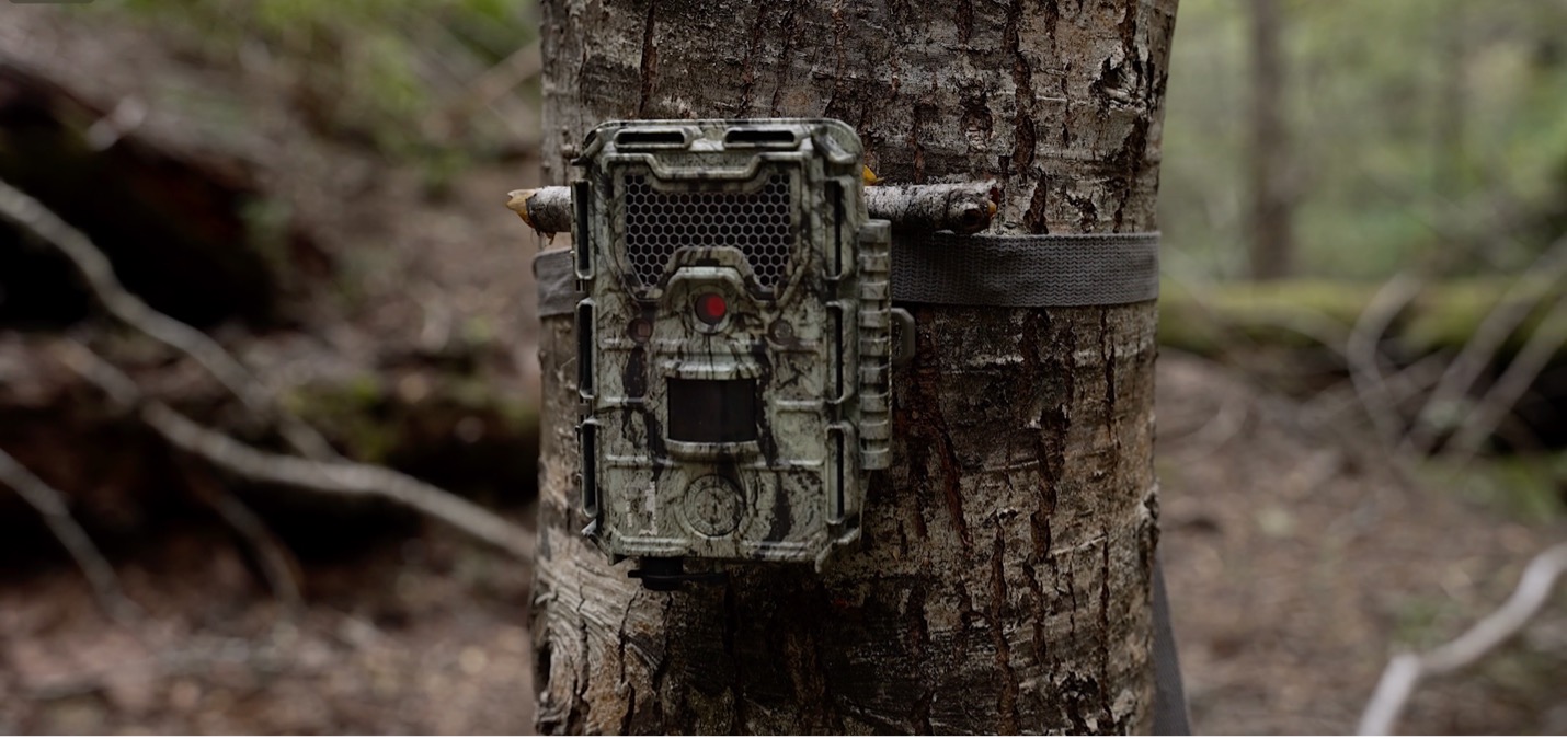 स्मार्ट फॉरेस्ट्स की फिल्म में बोस्के पेहुएन संरक्षण क्षेत्र में कैमरा ट्रैप दिखाया गया है। अराउकेनिया, चिली. स्मार्ट वनों के साथ फिल्म पर ध्यान दें, 2025.