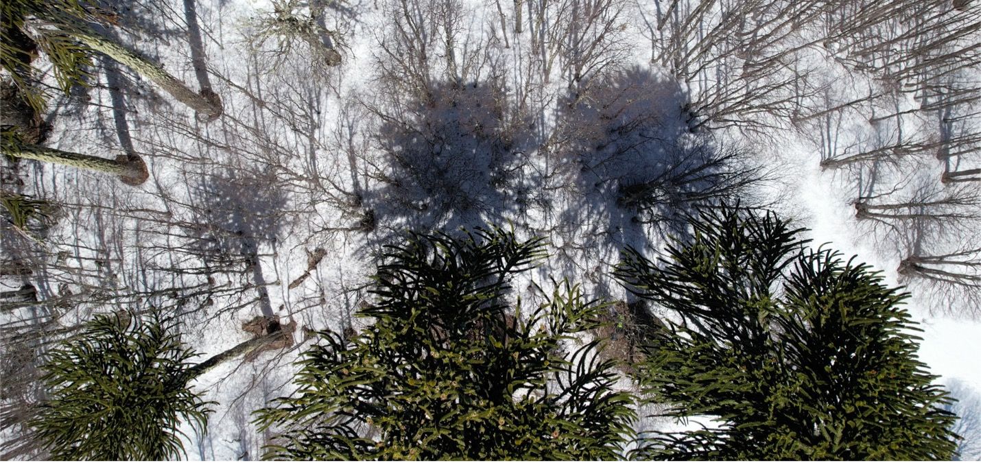 Imagen de película Smart Forests mostrando el área de conservación Bosque Pehuén. La Araucanía, Chile. Jennifer Gabrys junto con Smart Forests, 2023.