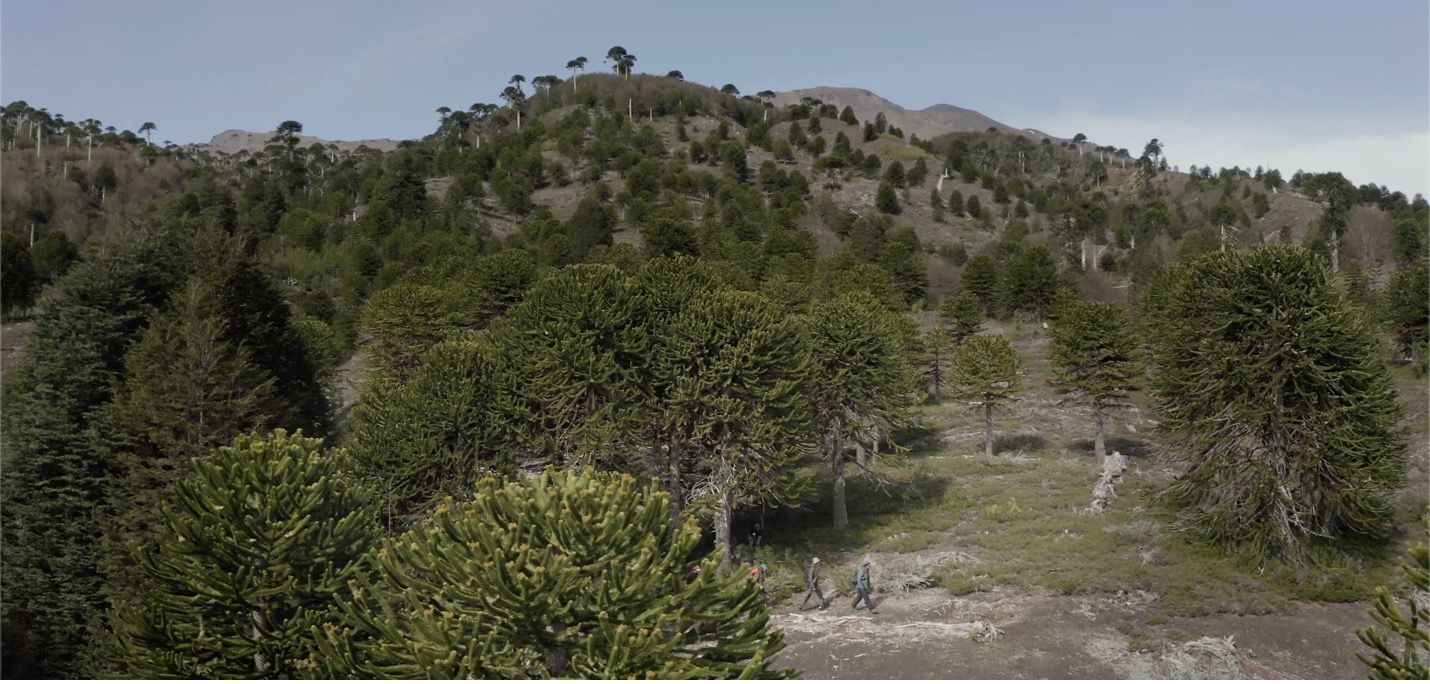 Fiilm Smart Forests menampilkan lokakarya jalan kaki di kawasan konservasi Bosque Pehuén. La Araucanía, Chili. Mind the Film dengan Smart Forests, 2025.