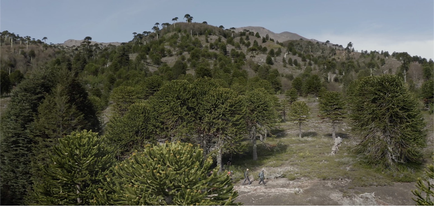 स्मार्ट फॉरेस्ट्स फिल्म में बोस्के पेहुएन संरक्षण क्षेत्र में पैदल कार्यशाला को दिखाया गया है। अराउकेनिया, चिली. स्मार्ट वनों के साथ फिल्म पर ध्यान दें, 2025.